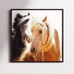 Horses in Harmony
