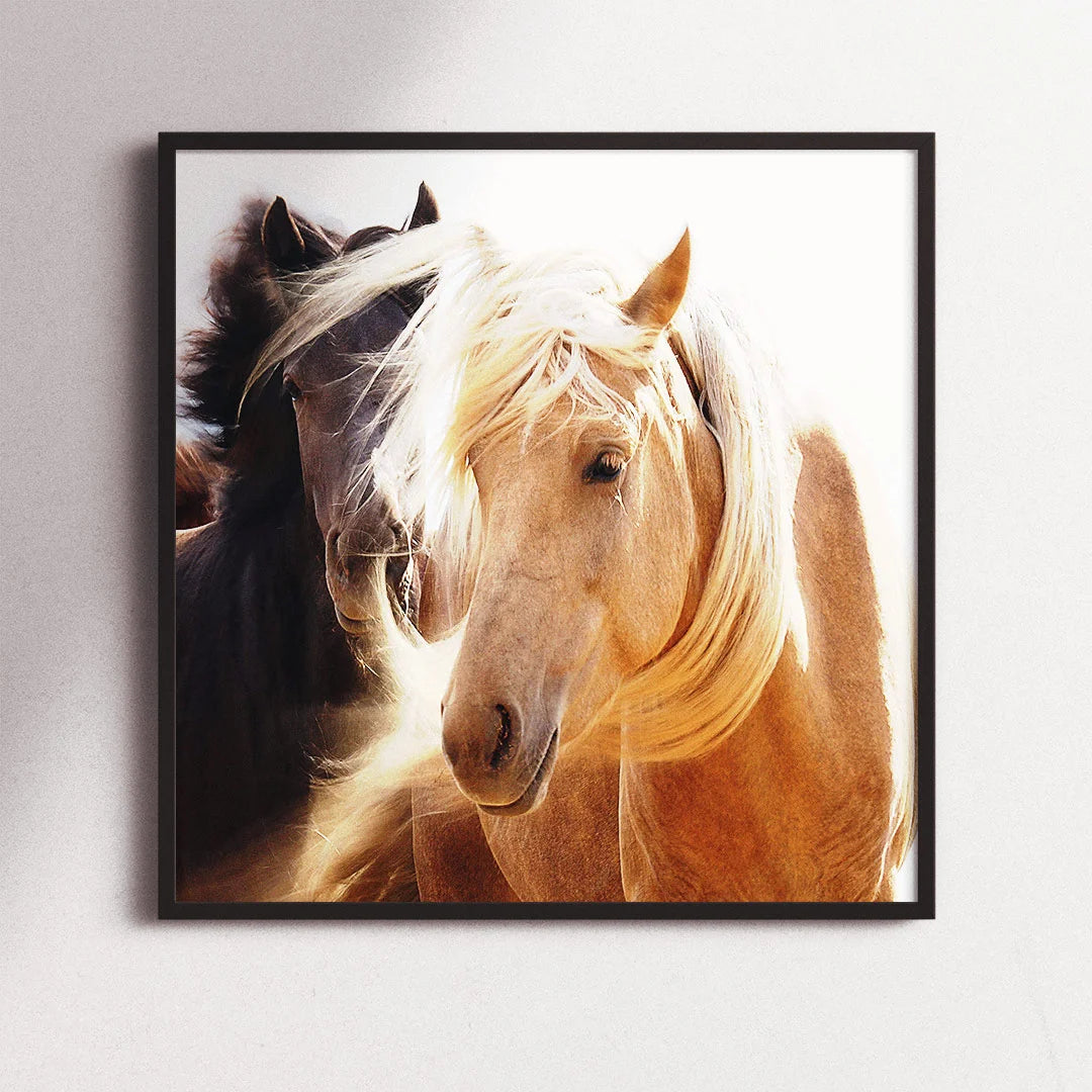 Horses in Harmony