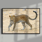 Leopard in Motion