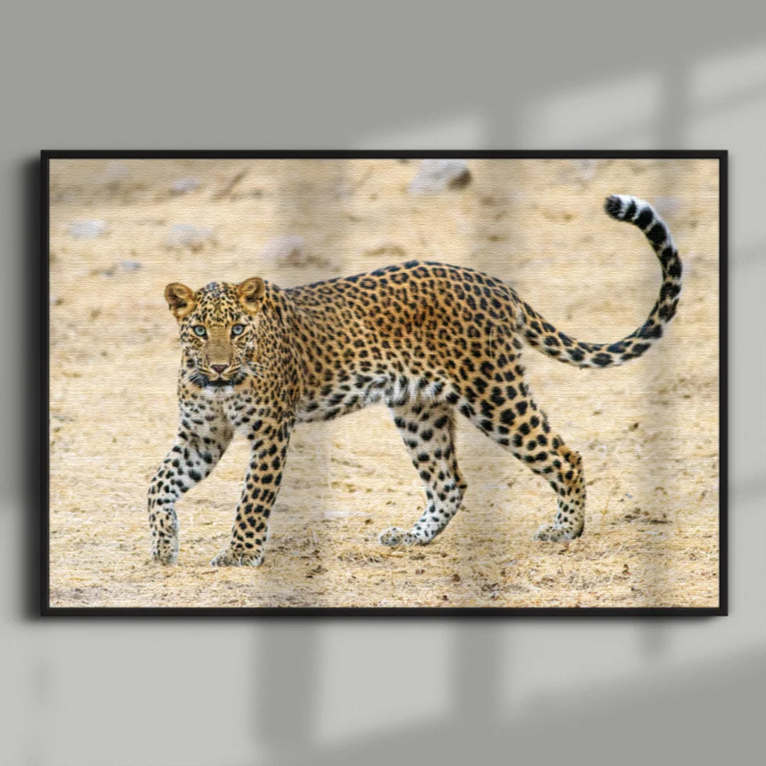 Leopard in Motion