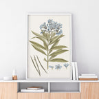 Blue Blossom Botanical Study