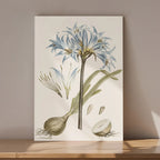 Blue Lily Botanical Study