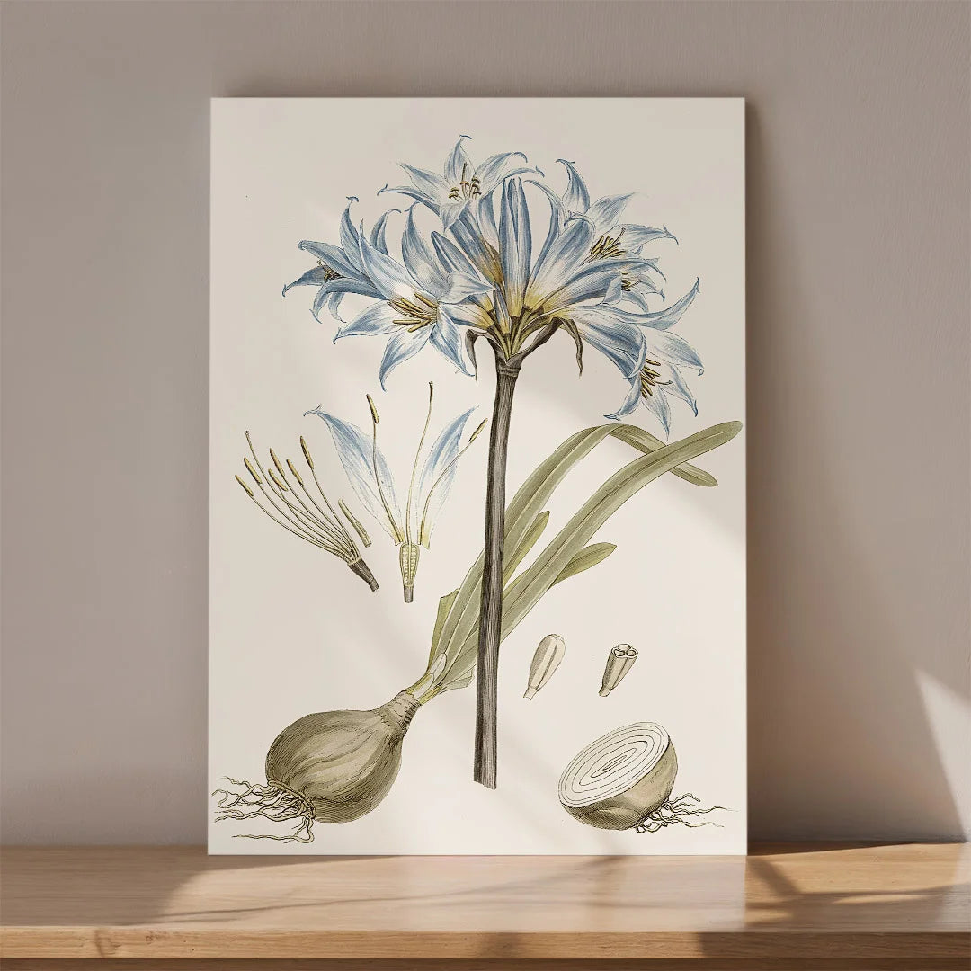 Blue Lily Botanical Study