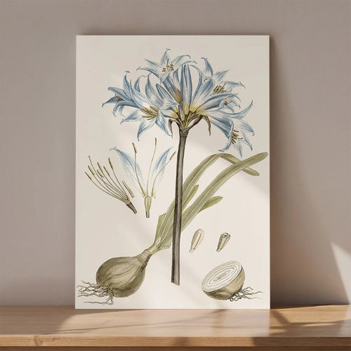 Blue Lily Botanical Study