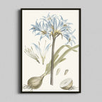 Blue Lily Botanical Study