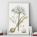 Blue Lily Botanical Study