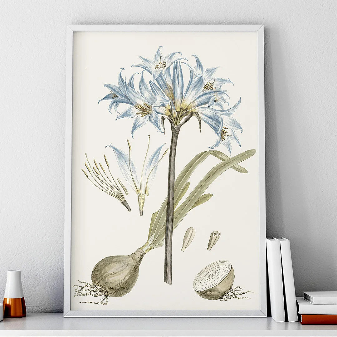 Blue Lily Botanical Study