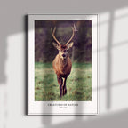 Return to Nature – Set of 3 Wildlife & Forest Wall Art Prints