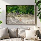 Tiger in the Mangroves