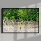 Tiger in the Mangroves