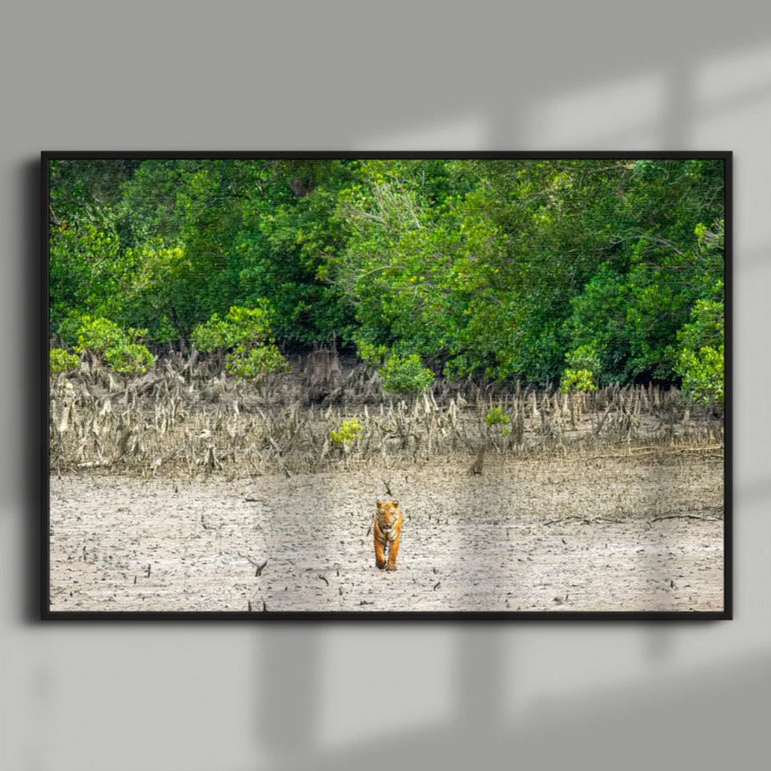 Tiger in the Mangroves